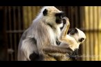 Hindistan'daki langur maymunları
