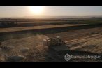 İdlib'te buğday hasadı
