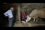 Çift başlı doğan buzağı şaşırttı