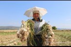 Kavurucu sıcakta kadın gücü!