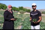 Hal fiyatına organik salatalık