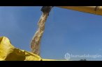 Ata tohumunda hasat başladı