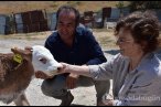 Veteriner çift buzağılarına tanıdık isimleri...