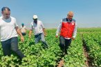 Hatay'da pamuk tarlaları incelendi