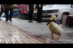  Çok şaşırttı, bu nereden geldi şimdi!