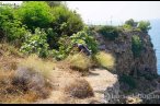Antalya'da bulunan Lara gelini bitkisi de ya...