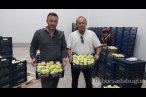 Mut beyaz inciri ihracata gidiyor