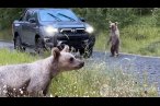 Ayıları elle besleyenlere uyarı!