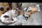 Kedi veya köpek tüyünden insan ölmez !