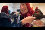 Horozunun boğazına iğne kaçtı! Röntgen çekil...
