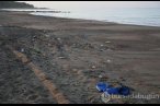 Caretta yuvaları, para karşılığı turistlere ...