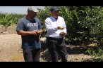 Adana'da aşırı sıcaklar ve poyraz limonu yaktı