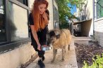 Obez köpek 6 ayda 20 kilo verdi
