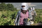 Üzüm hasadı rekolte kaybıyla başladı