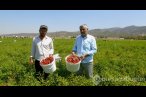Tarlaya giren ağlaya ağlaya hasat ediyor
