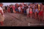 Kuşadası'nda caretta caretta yavruları deniz...