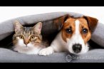 Kediye benzeyen 10 köpek ırkı
