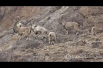 Hakkari'de köylülerden dağ keçilerine gönüll...