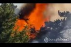 Amasya'da orman yangını