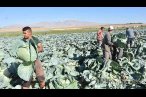 Türkiye'nin lahana üretiminin yüzde 20'sini ...