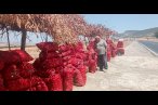 Hasadı yapılan soğan tarlada 3 TL'ye satılıy...