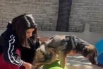 Trafik kazasında felç kalan yavru köpek 'Naz...