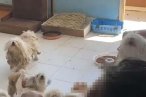 Evde tutulan 20 köpek, şikayet üzerine kurta...