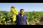 Coğrafi işaretli İsabey çekirdeksiz üzümünde...