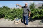 Cimin üzümünde hasat başladı