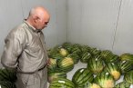 Diyarbakır'da karpuz yarışmasına sayılı günl...
