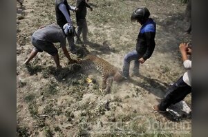 Leopar'ı linç ettiler!