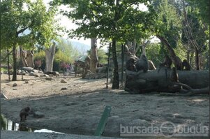 Bursalılar hayvanat bahçesine akın etti - ÖZEL HABER