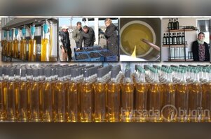 İşte lezzetli zeytinyağının sırrı - ÖZEL HABER