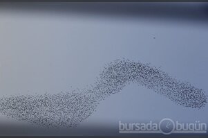 Bursa'da sığırcıkların gökyüzündeki dansı