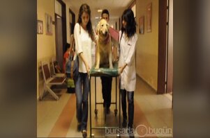 Bir köpeğin gözünden hayvan hastanesi filmi