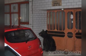 Bursa'da yavru ayı paniği