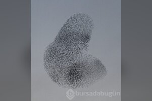 Sığırcık kuşlarından Bursalılara görsel resital