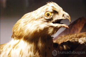 Bursa'da hiç görmediğiniz türler Zooloji Müzesi'nde 