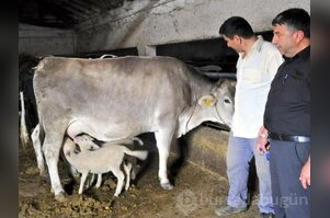 Bursa'da bu manzara görenleri şaşırtıyor!