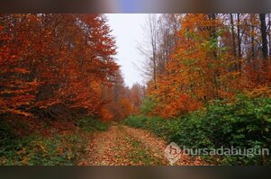 Bursa Uludağ sonbaharda da göz kamaştırıyor	