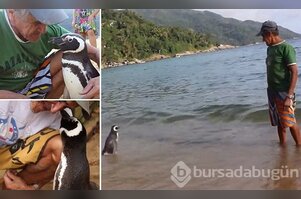 Dünya bu olayı konuşuyor: Penguenin vefası