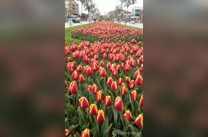 Bursa'da lale devri