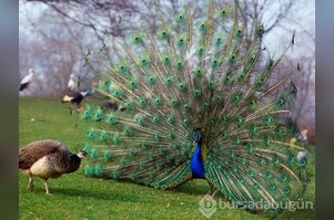 Dişilerin cinsel tacizden korunma yöntemleri