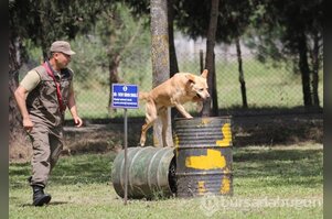 Bursa'da kahraman köpeklerden nefes kesen gösteri