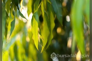 Burun tıkanıklığı için bitkisel çözümler