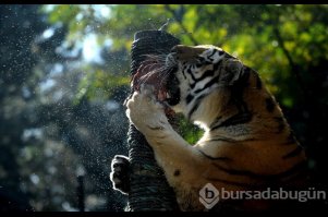 Bursa'da sonbaharda hayvanat bahçesine büyük ilgi 