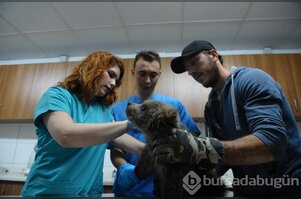 Bursa'da 3 yavru ayıya mikro cip takıldı