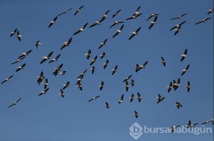 Bursa'da "Ak pelikanların dansı" gökyüzünü renklendirdi 
