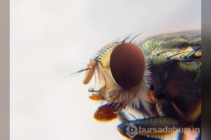 Koronavirüs sivrisineklerle bulaşır mı?