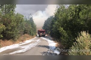 Bursa Nilüfer'de orman yangını